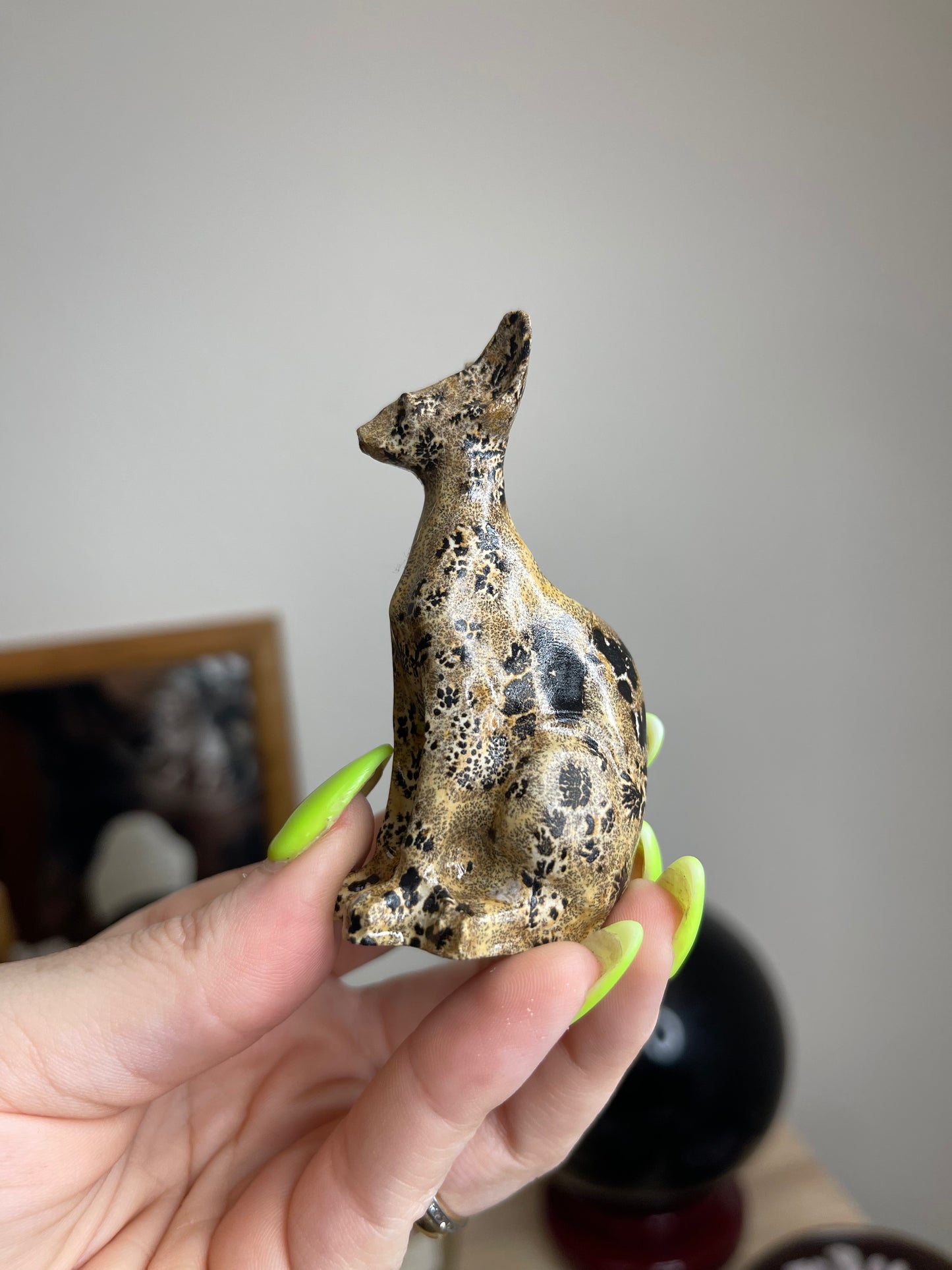 Picture Jasper Sphynx Hairless Cat