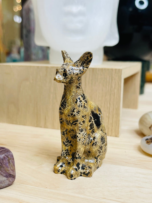 Picture Jasper Sphynx Hairless Cat
