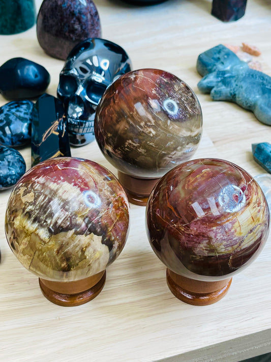 XL Petrified Wood Spheres